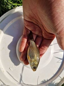 Crucian Carp