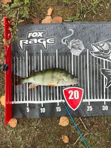 European Perch