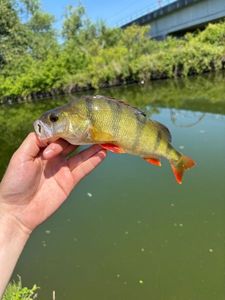 European Perch