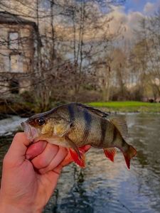 European Perch