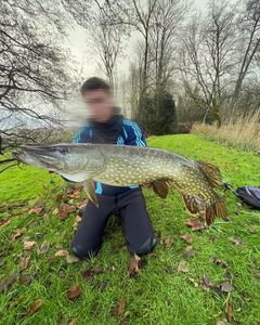 Northern Pike