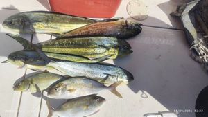 Dolphinfish