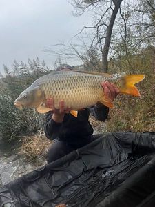 Common Carp