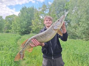 Northern Pike