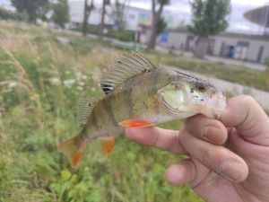 European Perch