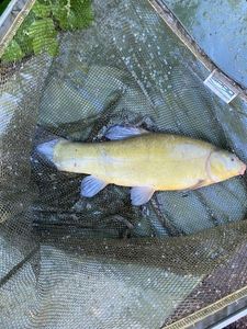 Tench