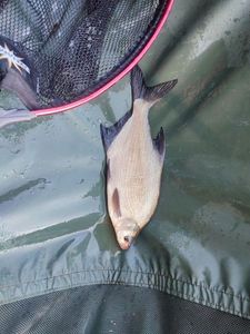 Common Bream
