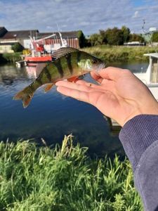 European Perch