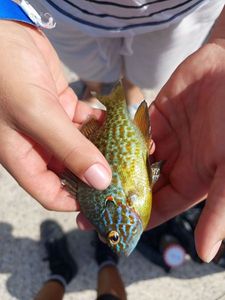 Green Sunfish