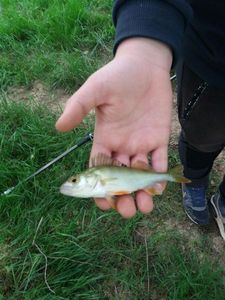 European Perch