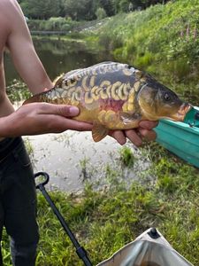 Mirror Carp