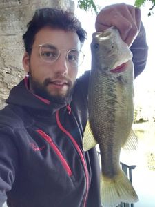 Largemouth Bass