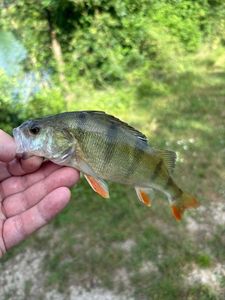 European Perch