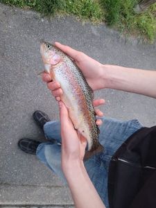 Rainbow Trout