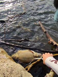 Common Bream