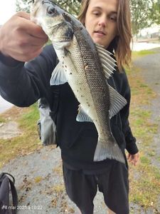 European Bass (Seabass)