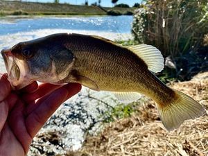 Largemouth Bass
