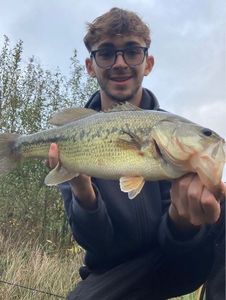 Largemouth Bass