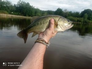 Smallmouth Bass