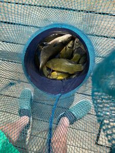 Tench