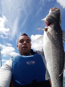 European Bass (Seabass)