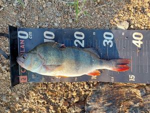 European Perch
