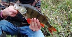 European Perch