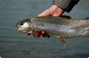 Rainbow Trout