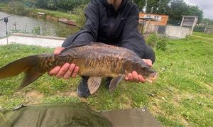 Mirror Carp