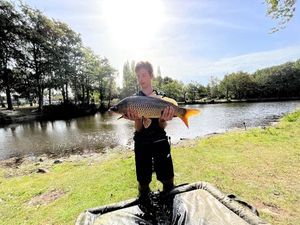 Common Carp