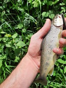 Brown Trout