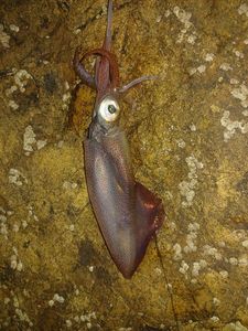 European Squid
