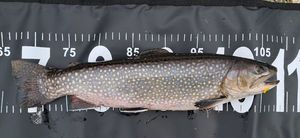 Brook Trout