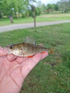 European Perch