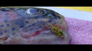 Rainbow Trout