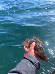 Ballan Wrasse
