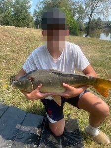 Mirror Carp