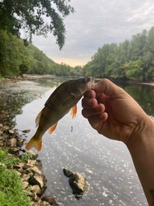European Perch