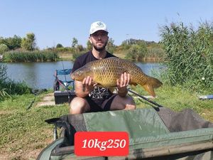 Common Carp