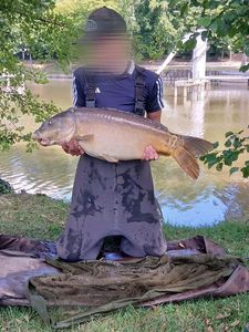 Mirror Carp