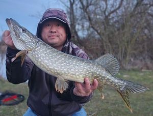 Northern Pike