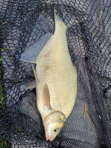 Common Bream