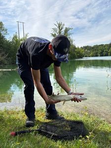 Northern Pike