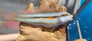 Slippery Dick
