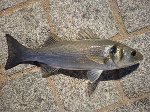 European Bass (Seabass)