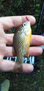 Pumpkinseed
