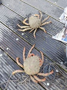 European Spider Crab