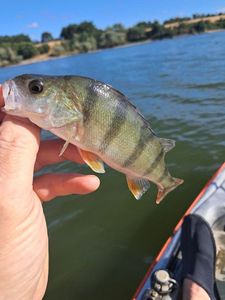 European Perch
