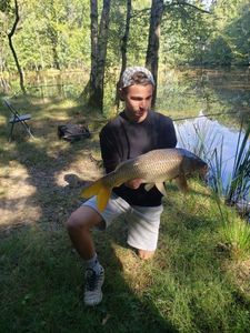 Common Carp