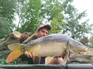 Mirror Carp